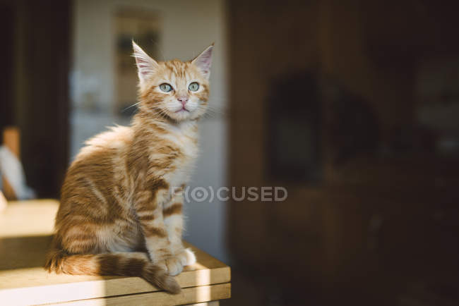 Ginger kitten sitting on kitchen table at home — Stock Photo