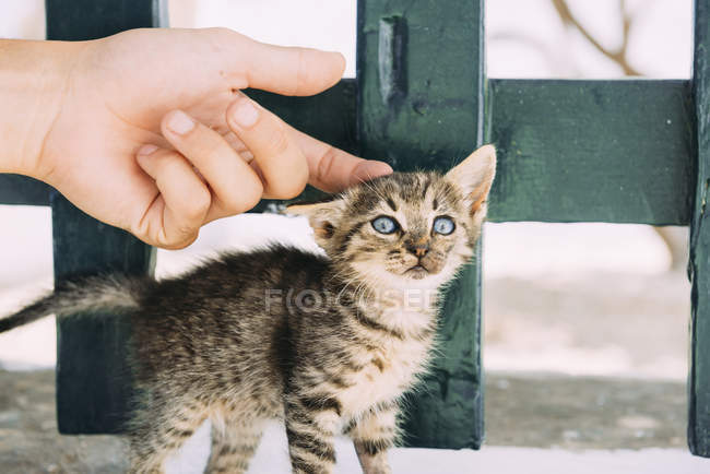 Обрезанное изображение человека пальмового котенка — стоковое фото