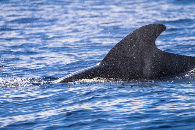 Balena Pilota Bubbles E La Vita Attuale Delle Balene