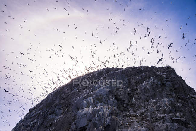Reino Unido, Escocia, East Lothian, Bass Rock con una colonia de Northern Gannets - foto de stock