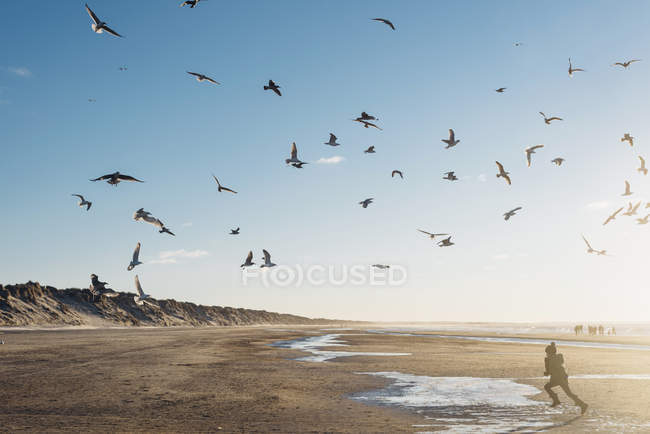 Danemark, Blokhus, garçon chassant troupeau de mouettes sur la plage — Photo de stock