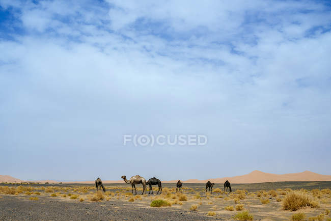 Marocco, Merzouga, cammelli nel deserto di Erg Chebbi — Foto stock