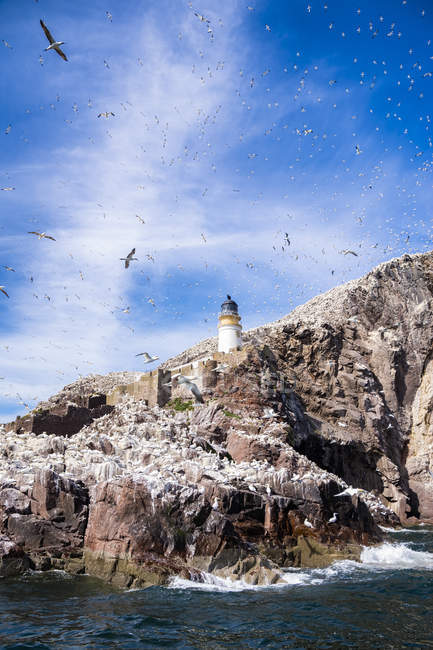 Reino Unido, Escocia, East Lothian, faro en Bass Rock y una colonia de Northern Gannets - foto de stock