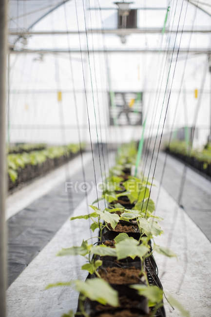 Close-up of green Plants growing in greenhouse — Stock Photo