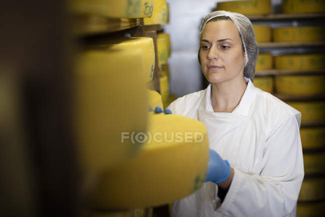 Cheese factory worker controlling maturation of cheese — Stock Photo