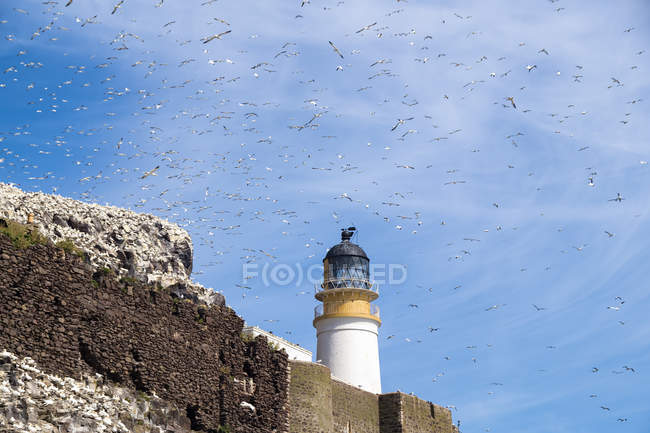 Reino Unido, Escócia, East Lothian, farol em Bass Rock e uma colônia de Northern Gannets — Fotografia de Stock