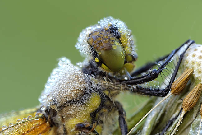 Libellula quadrimaculata dragonfly — Stock Photo
