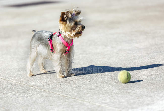 Yorkshire Terrier de pé na frente da bola na rua — Fotografia de Stock