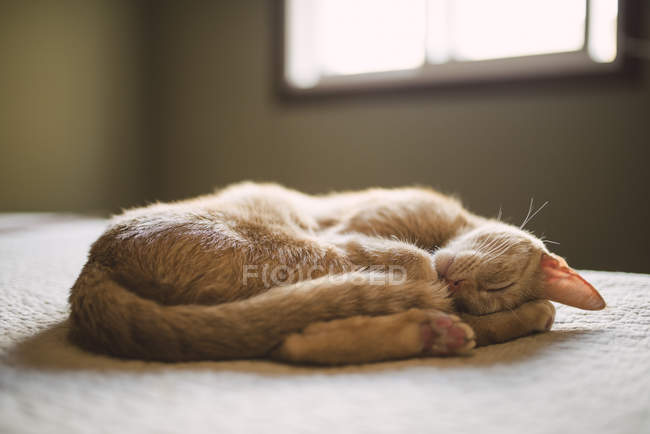 Relajado jengibre gato durmiendo en cama en casa - foto de stock