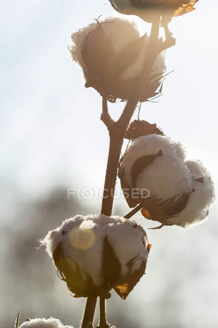 Alemania, planta de algodón, primer plano - foto de stock