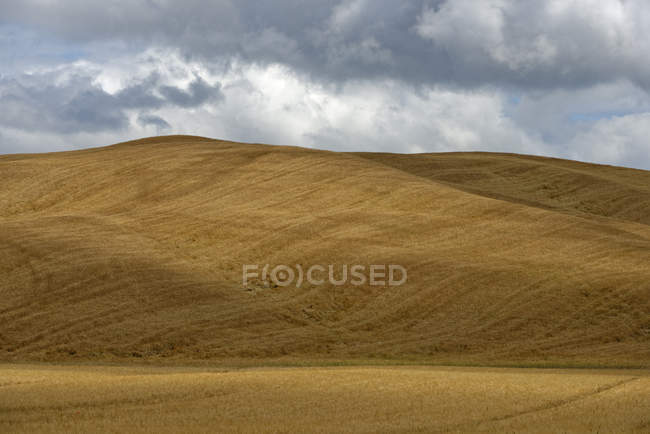 Monteroni dArbia, grainfield, Crete Senesi, Tuscany, Italy — Stock Photo