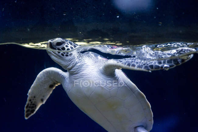 Retrato de tortuga nadando bajo el agua, Hawaii - foto de stock