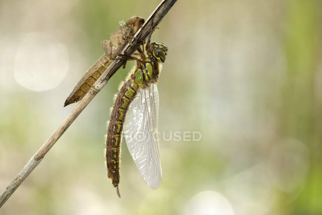 Libélula peluda com pupa no galho da planta — Fotografia de Stock