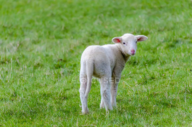 Cordeiro pastando em um prado durante o dia — Fotografia de Stock