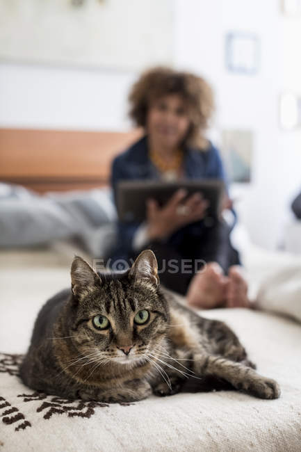 Gato tabby na cama com mulher — Fotografia de Stock