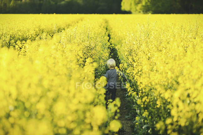 Little boy in yellow canola field, rear view — Stock Photo