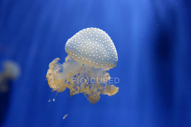 Campana flotante, Phyllorhiza punctata medusas vista de cerca - foto de stock