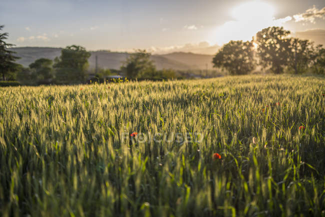 Закат на полях пшеницы, Губден, Умбрия, Италия — стоковое фото