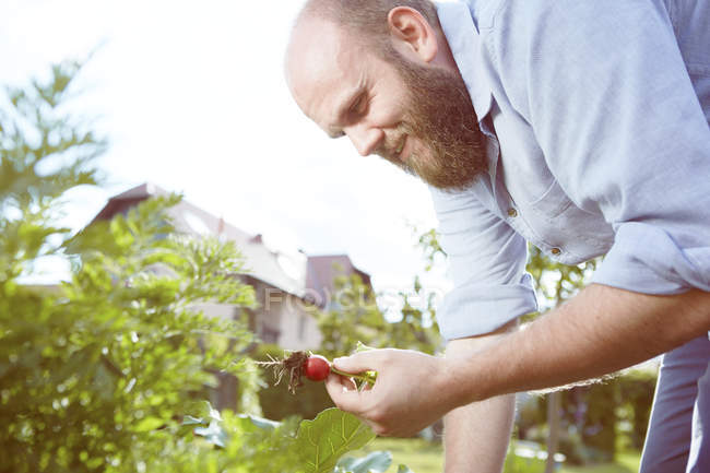 Young man working in garden, harvesting red radish — Stock Photo