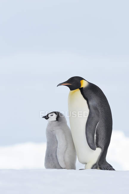 Antarctica, Snow Hill Island, Emperor penguin with chick — young animals,  sky - Stock Photo | #176847642