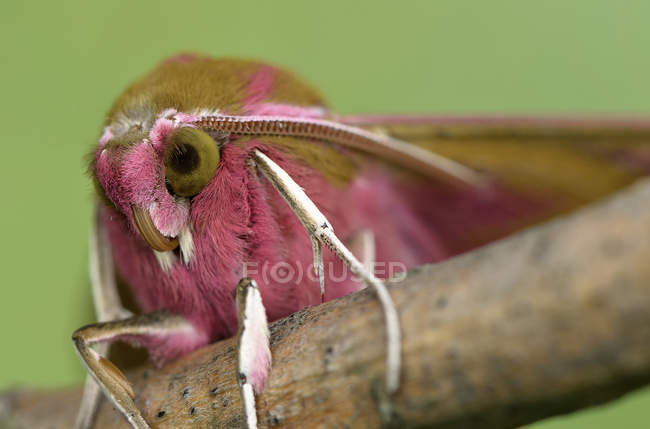 Elephant Hawk-moth — Stock Photo