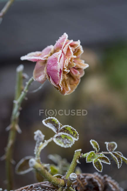 Rose rosa en hiver sur fond flou — Photo de stock