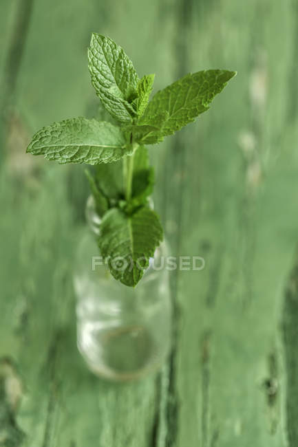 Primo piano del rametto di menta in vetro su una superficie di legno verde — Foto stock