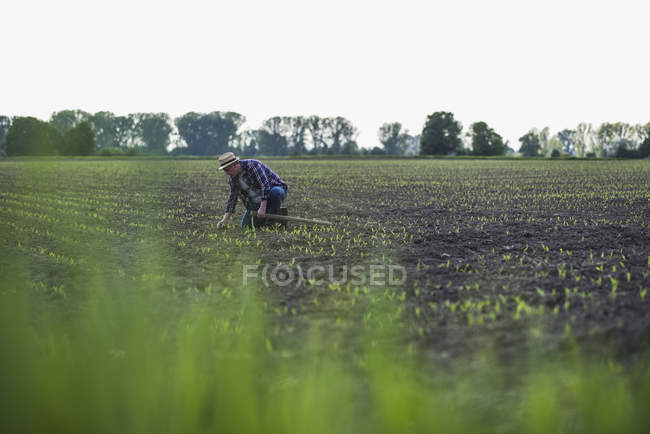 Farmer in a field examining crop — Stock Photo