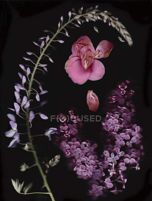 Chinese Wisteria, camellia and lilac in front of black background — Stock Photo