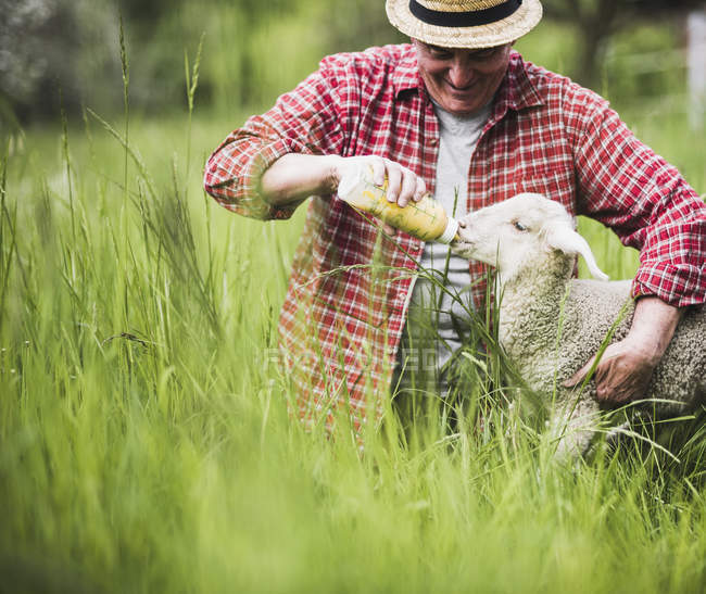 shepherd-feeding-lamb-with-milk-bottle-smiling-daytime-stock-photo