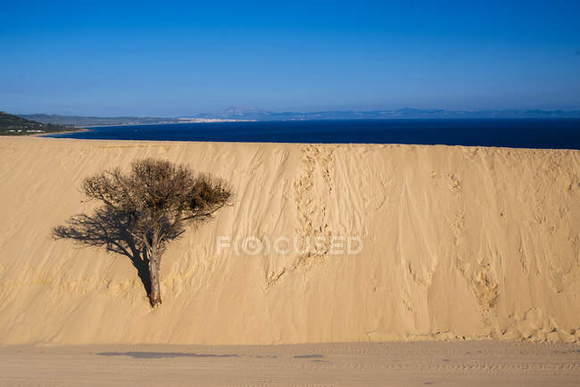 Испания, Андалусия, Фауфа, Пунта-Палома, дюна, дерево в песке — стоковое фото