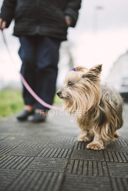 Fechar de Yorkshire Terrier vai walkies durante o dia — Fotografia de Stock