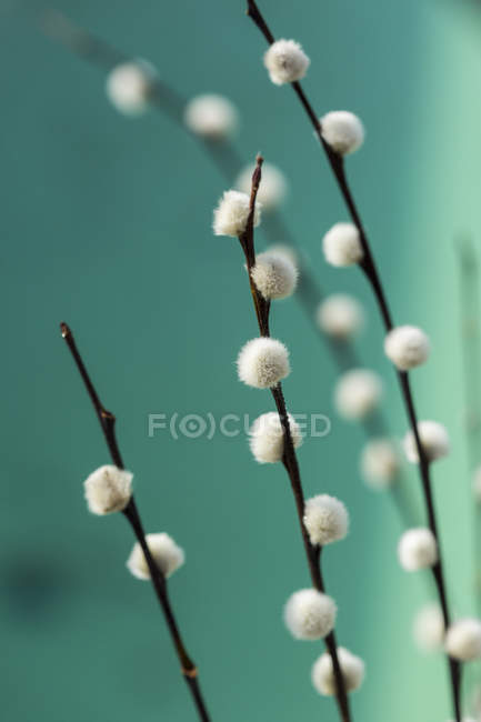 Vista de perto de ramos de salgueiro, Salix acutifolia — Fotografia de Stock