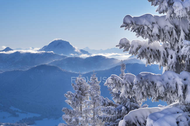 Alemanha, Alta Baviera, vista de Brauneck com neve-cobre abetos a Guffert — Fotografia de Stock