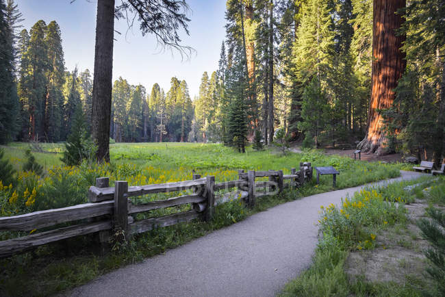 Estados Unidos, California, Parque Nacional Sequoia, Big Tree Walk - foto de stock