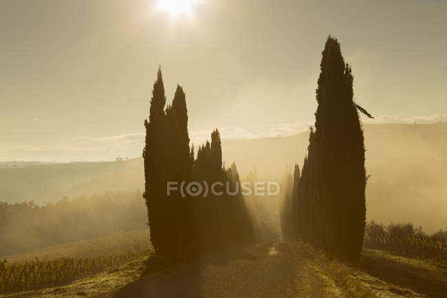 Italia, Toscana, Val d'Orcia, viale dei cipressi nella nebbia mattutina — Foto stock