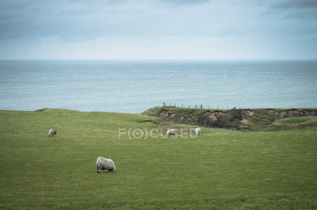 Irlanda, rebaño de ovejas en los pastizales, paisaje marino en el fondo - foto de stock