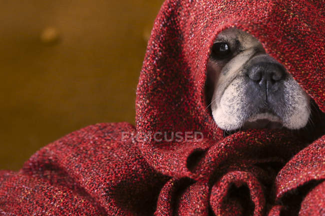 French bulldog wrapped in red blanket — Stock Photo