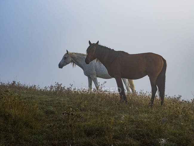 Італія, Умбрія, Апеннінах, двох коней в fogy поле — стокове фото