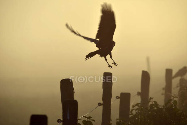 Alemanha, Alta Baviera, Raven aterrissando em cerca no nevoeiro da manhã — Fotografia de Stock