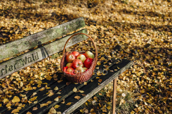 Cesto con mele su panca nel bosco autunnale — Foto stock