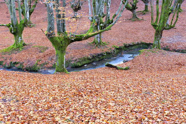 Espanha, País Basco, Parque Natural da Gorbea, floresta de Otzarreta no Outono — Fotografia de Stock