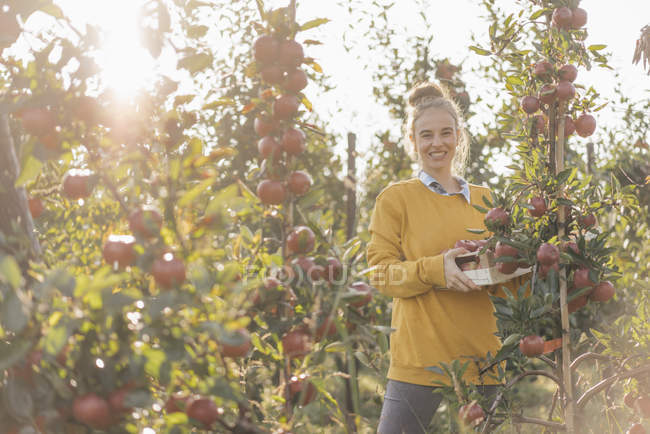 Giovane donna che raccoglie mele nel frutteto — Foto stock