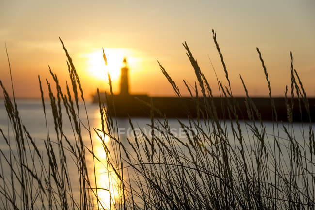 Alemania, Bremerhaven, pintoresco paisaje marino al atardecer con faro y hojas de hierba en primer plano - foto de stock