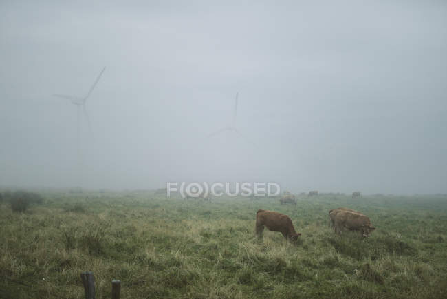 Mucche al pascolo su un prato in una giornata nebbiosa, Spagna — Foto stock