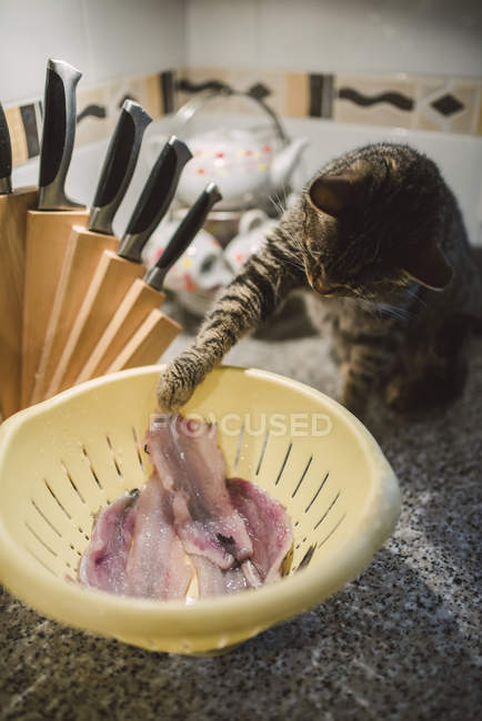Tabby chat voler des filets de poisson de passoire — Photo de stock