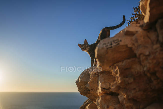 Gatto che cammina lungo rocce al mare — Foto stock