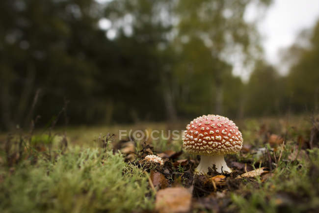 Fly agaric mushroom growing on meadow — Stock Photo