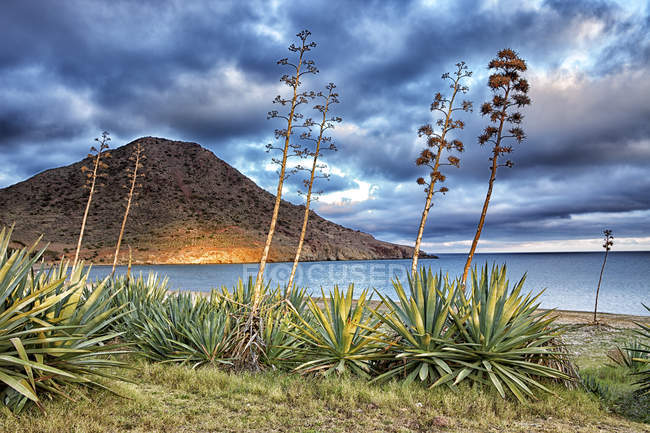 Andalousie Andalousie Paysage désertique d'Andalousie avec Agave — Photo de stock