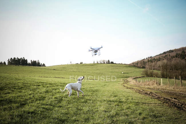 Germany, Sauerland, mongrel on a meadow watching flying drone — Stock Photo